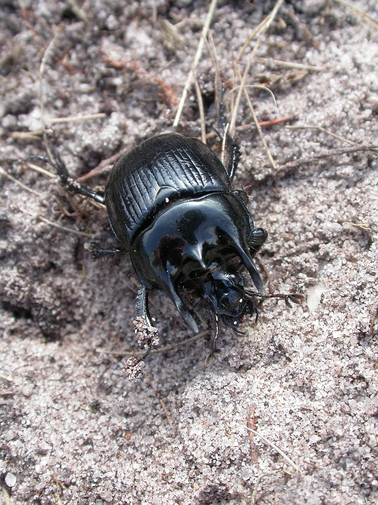 Minotaur beetle - A.jpg - Minotaur beetle - Dorset